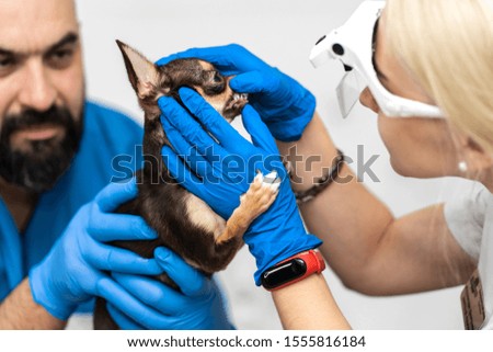 Professional veterinary examination of a dogs teeth. Pet health.