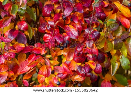 Bright red leaves of black chokeberry Aronia melanocarpa. Autumn vivid natural background. Bright hedge of autumn leaves Royalty-Free Stock Photo #1555823642