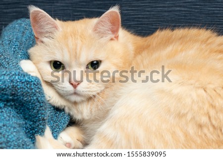 Cute cream tabby cat lies on a blue plaid