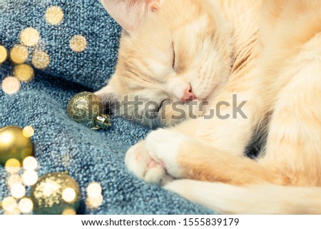 Cute cream cat sleeps on a blue plaid next to Christmas decorations