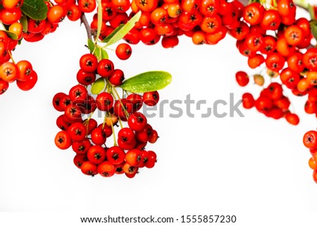 Firethorn red berries with white background