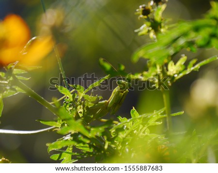 The mantis which waits for game near a flower