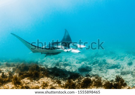 Underwater shot of a giant Manta Ray swimming close to the camera in clear shallow water