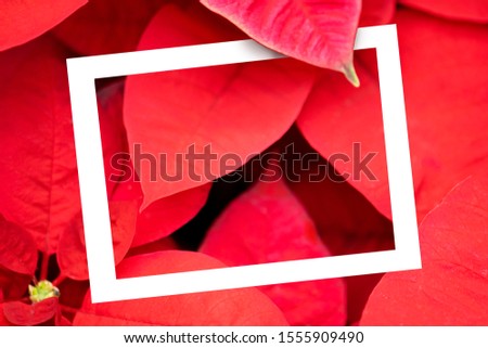 The poinsettia red flower with White frame.  The Flower of the Christmas, red Christmas background. Creative layout Top view. Nature concept