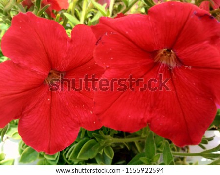 red striped Petunia Flowers In the Pot 