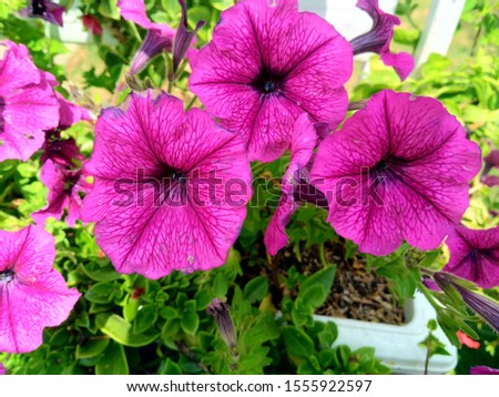 Purple and striped violet beautiful annual flowers blooming
