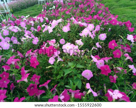 Flowerbed with multi coloured petunias