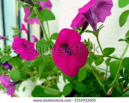 purple violet Petunia Flowers In the Pot 