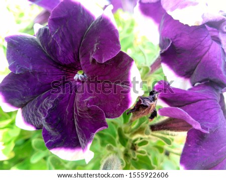 velvet violet Petunia Flowers In the Pot 