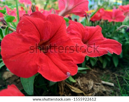 Closeup Blooming Red Petunia flowers in the garden