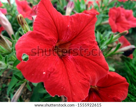 Closeup Red Petunia flowers in the garden