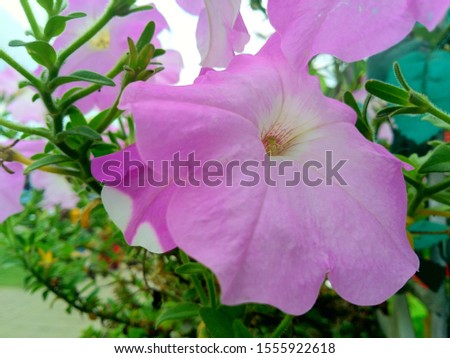 Plant Petunia flower with blooming pink petals