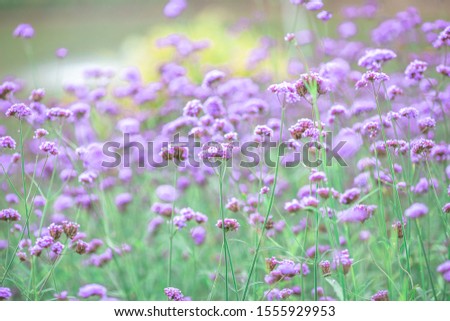 Close-up natural background view of the purple flower beds (Verbena), the blurring of the wind blowing, to decorate in the park or coffee shop for customers to take pictures.