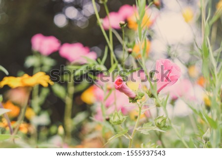 unfocused background image of little pink flowers, copy space  / soft effect of manual optics