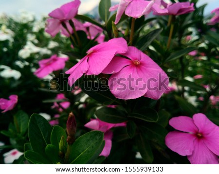 Pink purple Madagascar Periwinkle flowers in the garden