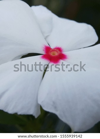 White periwinkle flower head closed up view