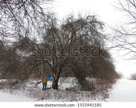 Snowy winter landscape of a person standing under an old apple tree in a orchard converted to a park, holding a rainbow colored umbrella, with snow falling down around him.