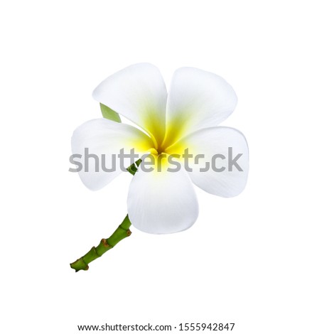 Frangipani ( plumeria ) flower isolated on white