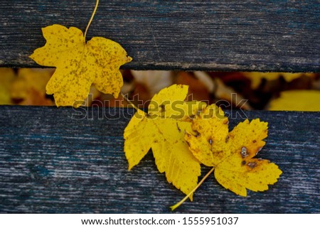 Falling Maple leaf in Fall