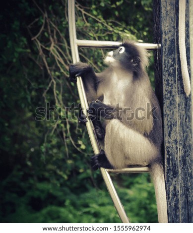 Dusky Langur monkey on The sign board at Ao Manao