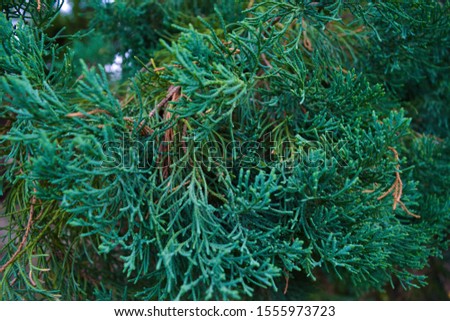 Beautiful  photo background .Beautiful pine branch photo background