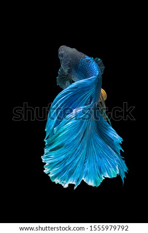 blue color rose tail Moon Bettas Siamese Fighting Fish
