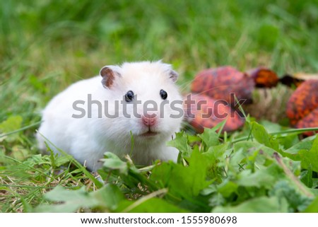white hamster against the background of a beautiful autumn