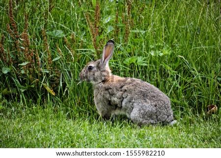 european rabbit Oryctolagus cuniculus green gras