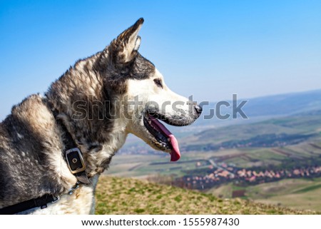 Picture of a cute husky dog resting outdoor , scenic background