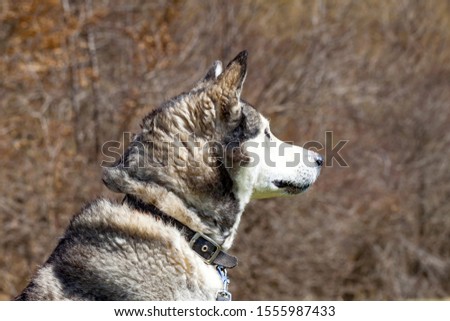 Picture of a cute husky dog resting outdoor , scenic background