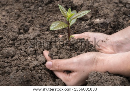 Hand with green little plant growing in soil on nature background