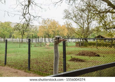 Adult African ostrich at zoo on warm autumn morning