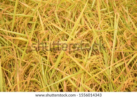 this pic shows focus grain on ear of rice  in the rice field with blur background and warm light, background concept