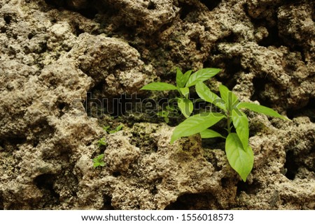 Two fresh green plants grow on steep brown rocks