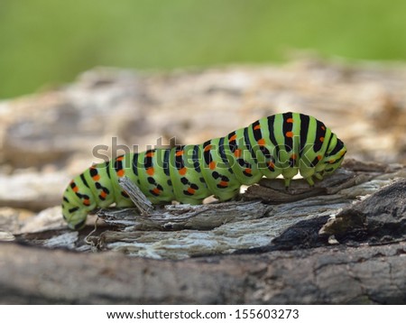 Green caterpillar in nature 