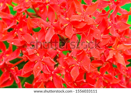 abstract picture of red flower, small tropical red flower background, spike flower