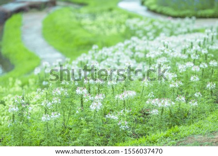 Blurred natural background of flowers decorated in a park or vegetable plantation