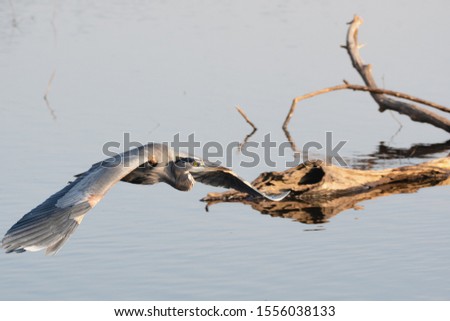 A Great blue heron flying close to the surface of the lake. 
  Vancouver BC Canada
