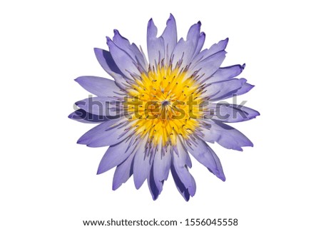 full blooming white,purple and yellow fancy waterlily or lotus flower in Thailand. close up natural daylight background. isolated on white
