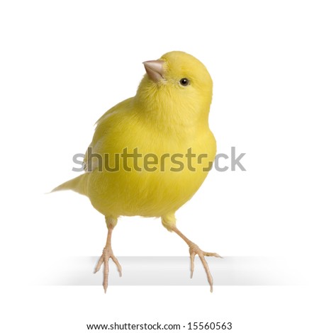 Yellow canary - Serinus canaria on its perch in front of a white background Royalty-Free Stock Photo #15560563