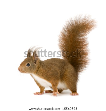 Eurasian red squirrel - Sciurus vulgaris (2 years) in front of a white background