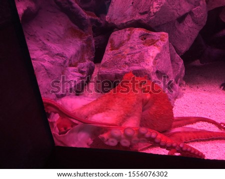 Octopus picture taken in an aquarium.