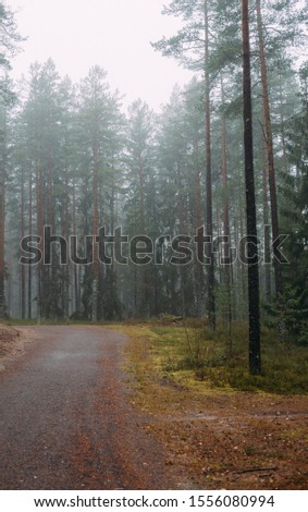 Fairytale Forest Finland. Foggy forest near Helsinki