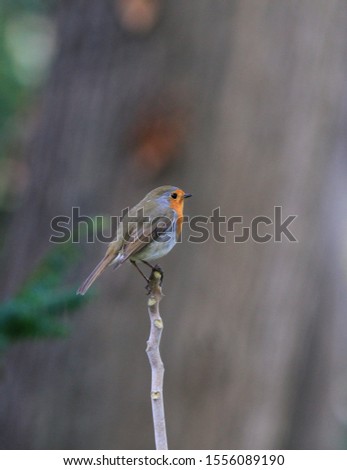 Bird Erithacus rubecula sitting on a branch in the Park