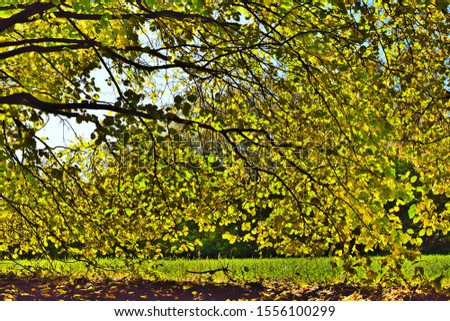 hazel tree in autumn sunlight