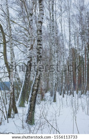 Winter in a birch grove. Nature in the vicinity of Pruzhany, Brest region, Belarus.