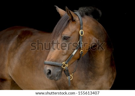 Dutch KWPN horse Royalty-Free Stock Photo #155613407