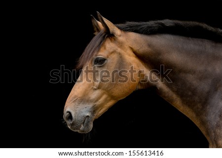 Dutch KWPN horse Royalty-Free Stock Photo #155613416