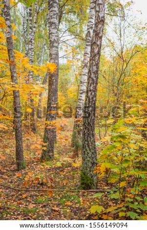 Autumn in a birch grove. Nature in the vicinity of Pruzhany, Brest region, Belarus.