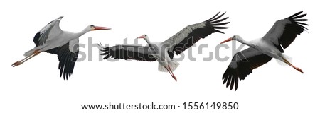 Collection flying storks isolated on white background. Royalty-Free Stock Photo #1556149850